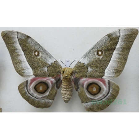 Gonimbrasia zambesina (Walker, 1865) female ex.pupa Kenya 137mm54